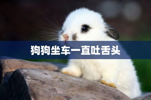 狗狗坐車一直吐舌頭