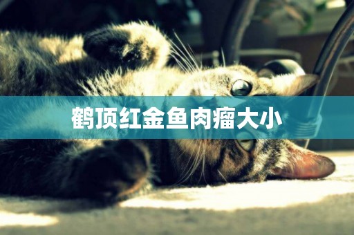 鶴頂紅金魚肉瘤大小