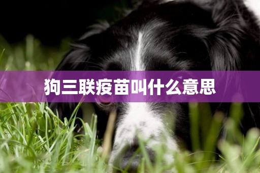 狗三聯疫苗叫什么意思