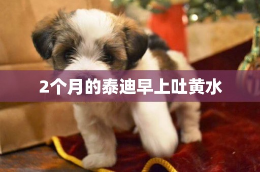 2個月的泰迪早上吐黃水