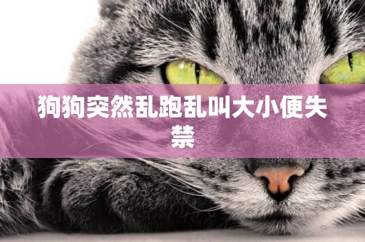 狗狗突然亂跑亂叫大小便失禁