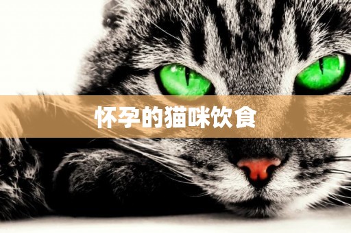 懷孕的貓咪飲食