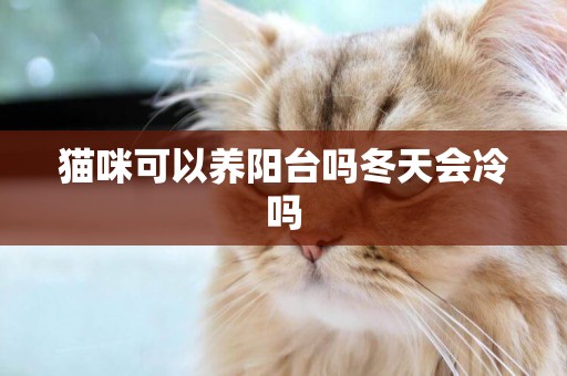 貓咪可以養陽臺嗎冬天會冷嗎