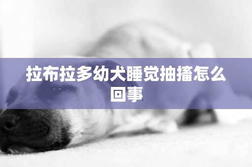 拉布拉多幼犬睡覺抽搐怎么回事