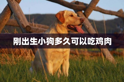 剛出生小狗多久可以吃雞肉