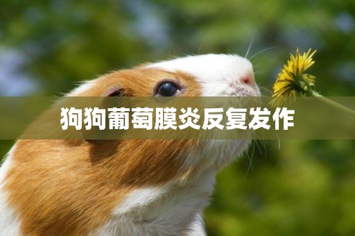 狗狗葡萄膜炎反復發作