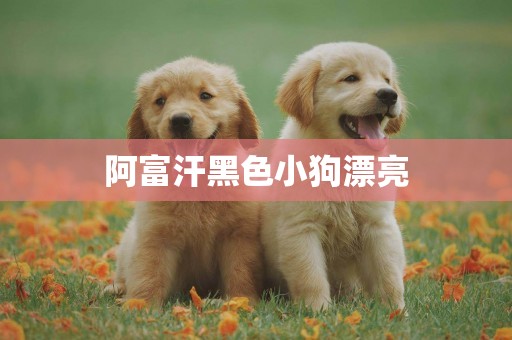 阿富汗黑色小狗漂亮