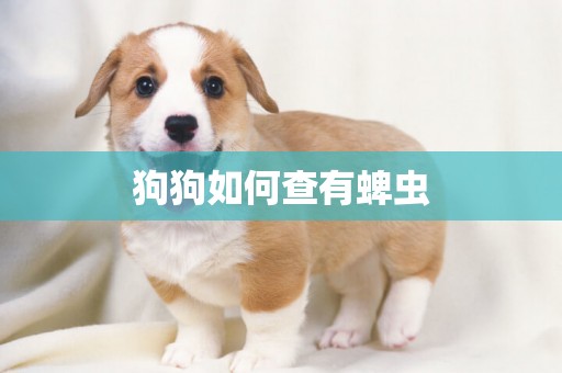 狗狗如何查有蜱蟲