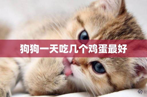 狗狗一天吃幾個雞蛋最好