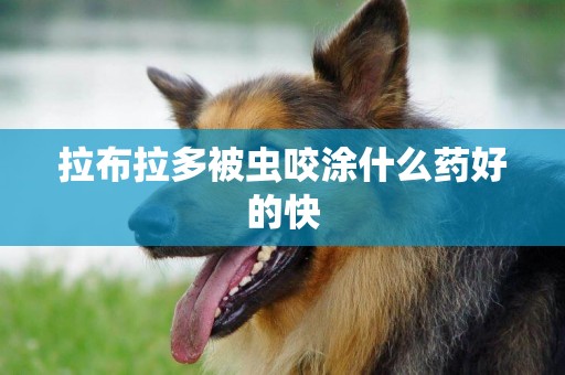 拉布拉多被蟲咬涂什么藥好的快