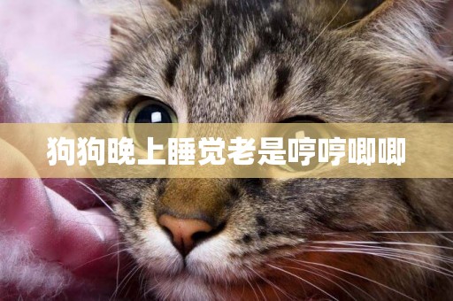 狗狗晚上睡覺老是哼哼唧唧