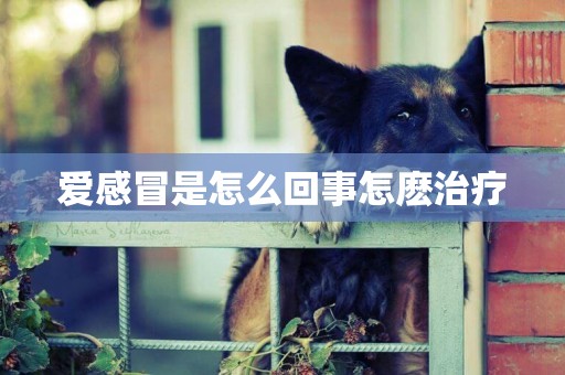 愛感冒是怎么回事怎麼治療