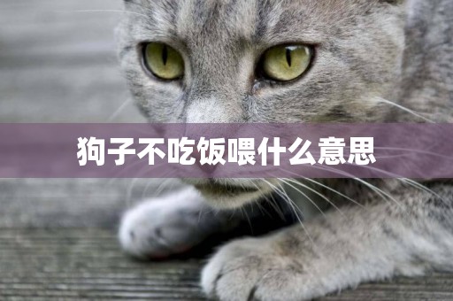 狗子不吃飯喂什么意思