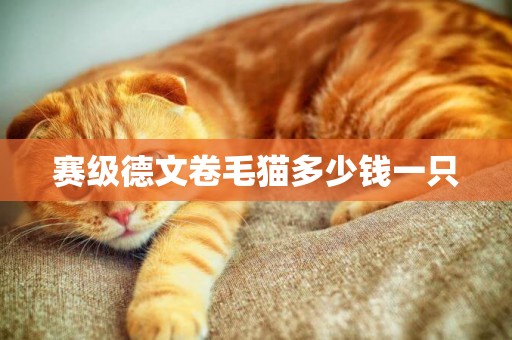 賽級德文卷毛貓多少錢一只