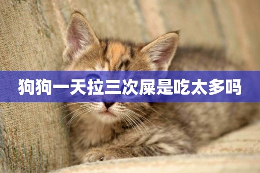 狗狗一天拉三次屎是吃太多嗎