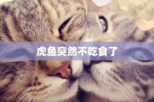 虎魚突然不吃食了