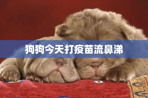 狗狗今天打疫苗流鼻涕