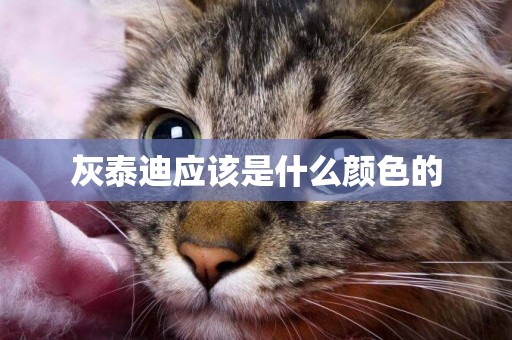 灰泰迪應該是什么顏色的