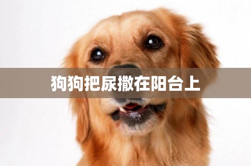 狗狗把尿撒在陽臺上