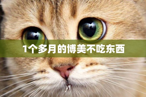 1個多月的博美不吃東西
