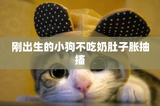 剛出生的小狗不吃奶肚子脹抽搐