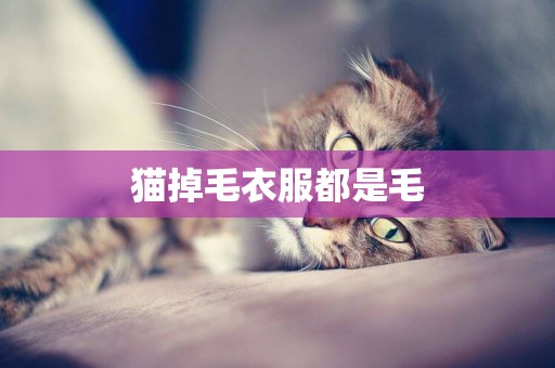 貓掉毛衣服都是毛