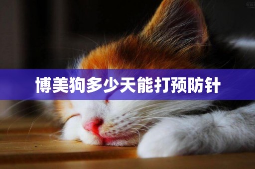博美狗多少天能打預防針