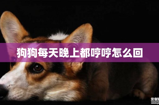狗狗每天晚上都哼哼怎么回