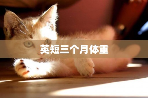 英短三個月體重