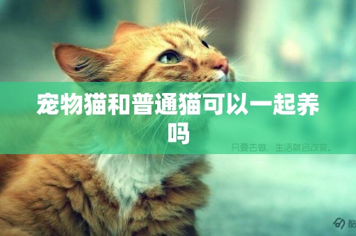 寵物貓和普通貓可以一起養嗎