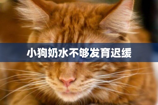 小狗奶水不夠發育遲緩