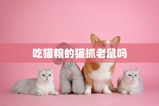 吃貓糧的貓抓老鼠嗎