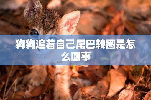 狗狗追著自己尾巴轉圈是怎么回事