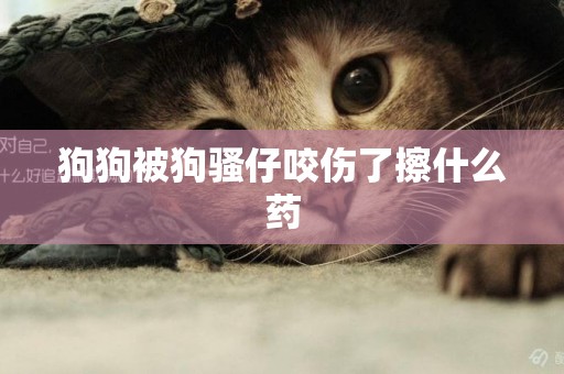 狗狗被狗騷仔咬傷了擦什么藥
