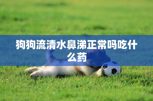 狗狗流清水鼻涕正常嗎吃什么藥
