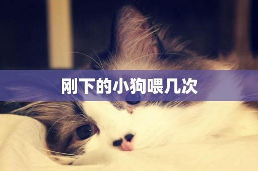 剛下的小狗喂幾次