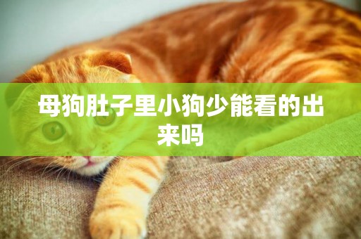 母狗肚子里小狗少能看的出來嗎