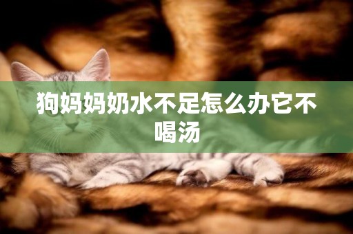 狗媽媽奶水不足怎么辦它不喝湯