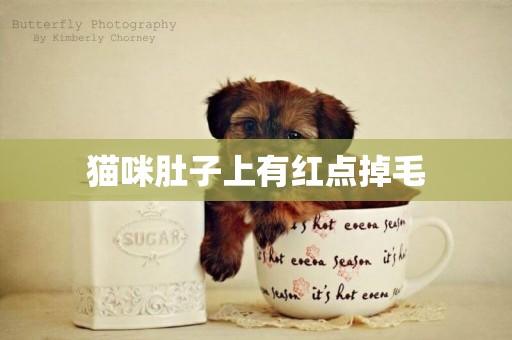 貓咪肚子上有紅點掉毛