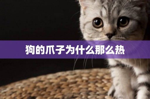 狗的爪子為什么那么熱