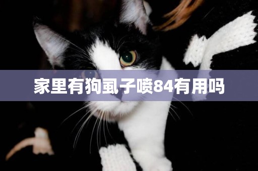 家里有狗虱子噴84有用嗎