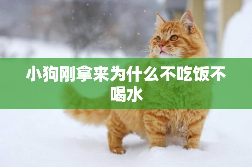 小狗剛拿來為什么不吃飯不喝水