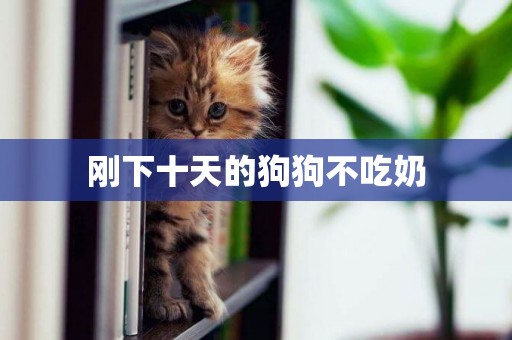 剛下十天的狗狗不吃奶