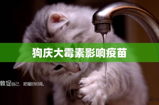 狗慶大霉素影響疫苗