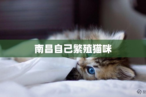 南昌自己繁殖貓咪