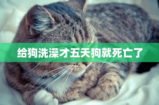 給狗洗澡才五天狗就死亡了
