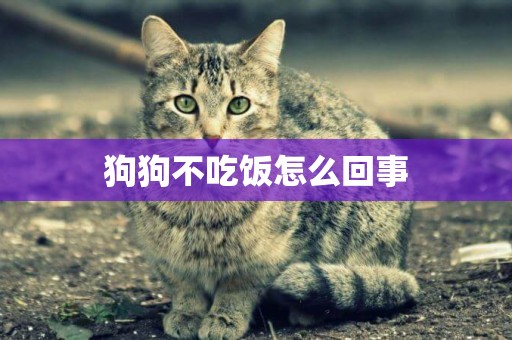 狗狗不吃飯怎么回事