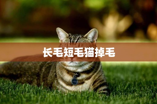 長毛短毛貓掉毛