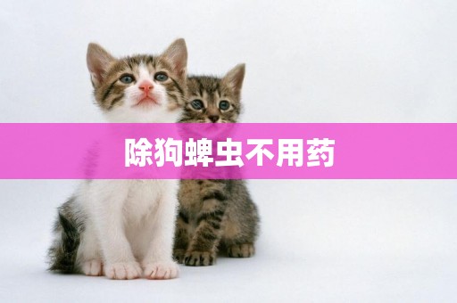 除狗蜱蟲不用藥