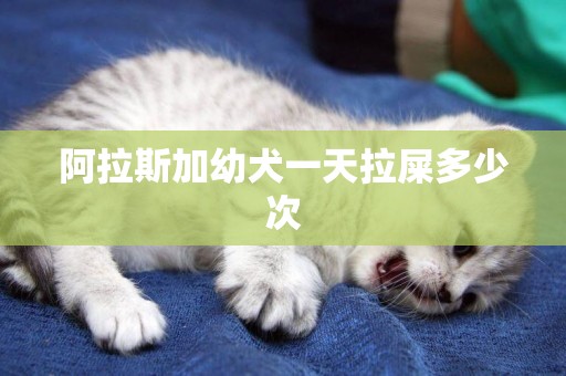 阿拉斯加幼犬一天拉屎多少次